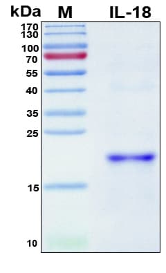 Pig IL18 Protein (Recombinant 6His, N-terminus)