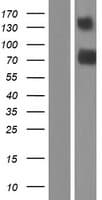 TMEM181 Protein (Over-Expression Lysate Myc-DDK (Flag))