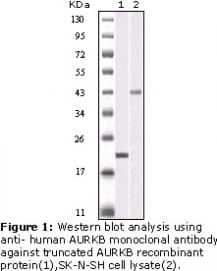 AURKB / Aurora-B Antibody (clone 13E8D3)