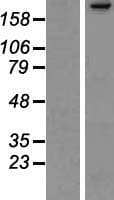 Human CUL9 / Cullin 9 Protein (Over-Expression Lysate Myc-DDK (Flag))