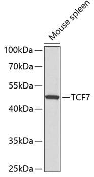 Polyclonal Rabbit anti-Human TCF7 Antibody (WB)