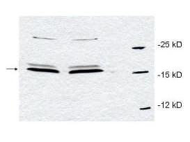 IHC-plus™ PIN1 Antibody
