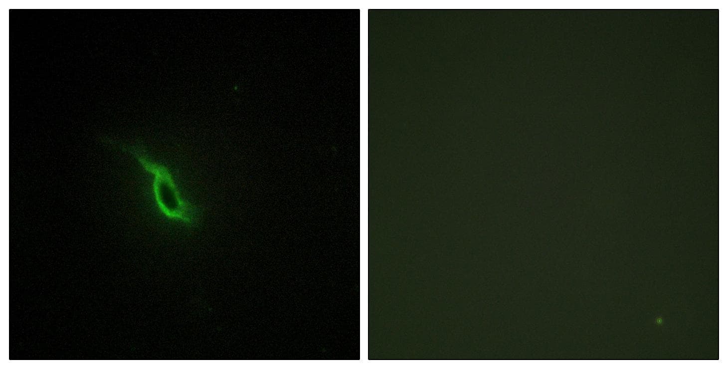 Polyclonal Rabbit anti-Human ADRA2A Antibody (IHC, IF, WB)
