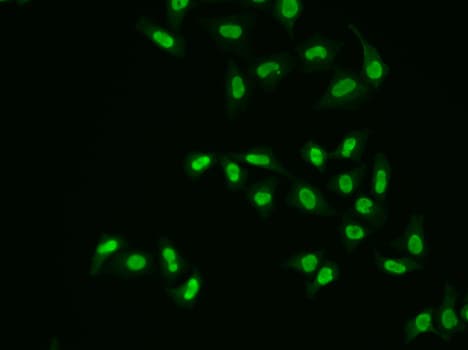 APEX1 / APE1 Antibody