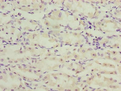 TMEM71 Antibody