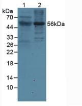LILRB2 / ILT4 Antibody (aa53-255)