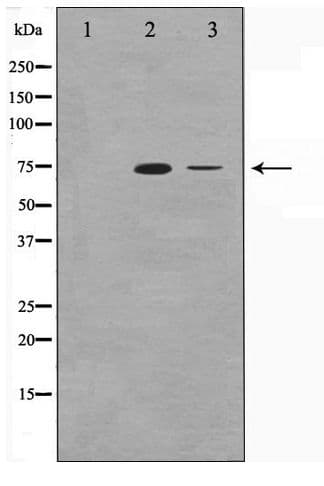 XRCC6 / Ku70 Antibody