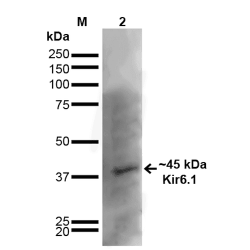 KCNJ8 / Kir6.1 Antibody (clone S366-60, RPE)