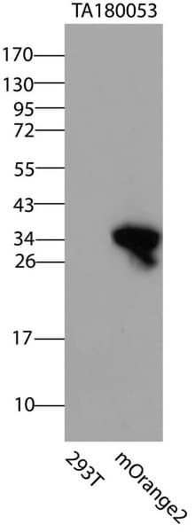 Monoclonal Mouse mOrange Antibody (WB)