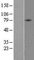 Human DDO / D-Aspartate Oxidase Protein (Over-Expression Lysate Myc-DDK (Flag))