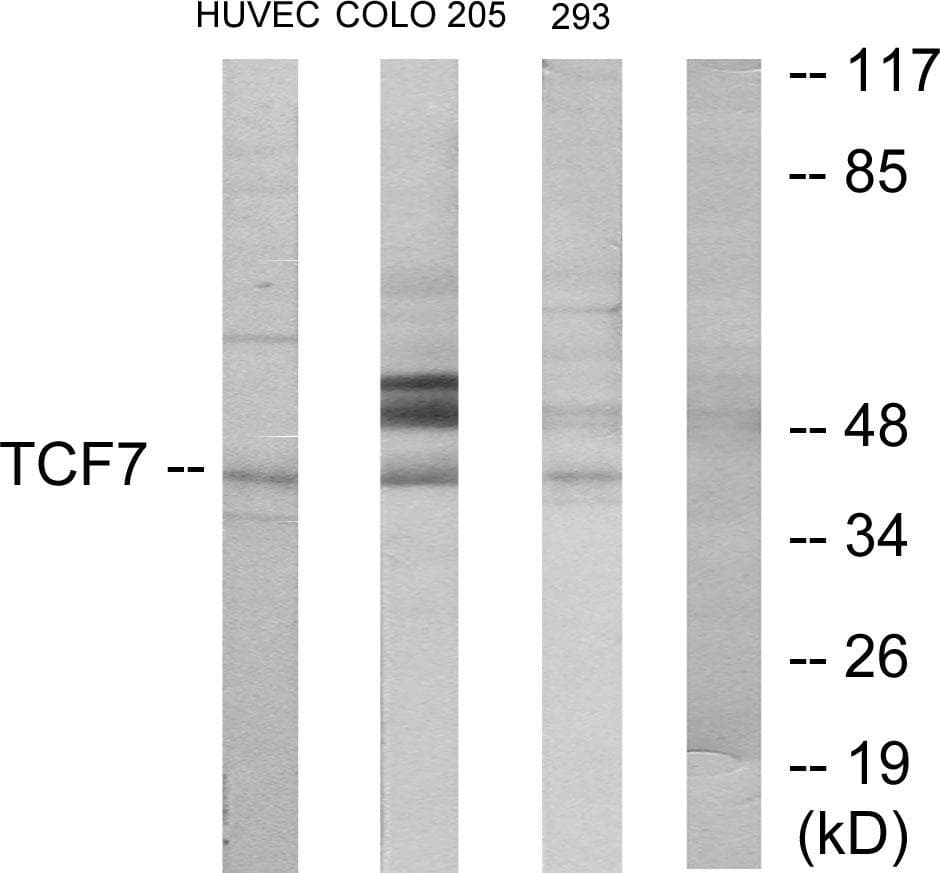 Polyclonal Rabbit anti-Human TCF7 Antibody (WB)