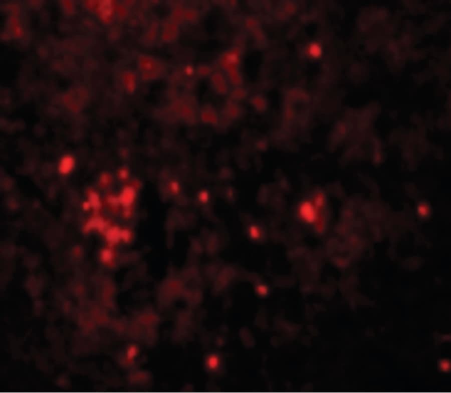 IHC-plus™ HVCN1 / HV1 Antibody