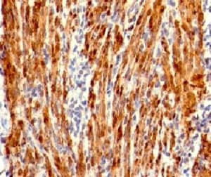 Calponin Antibody (clone RMCN1-1, Azide-free, BSA-free)