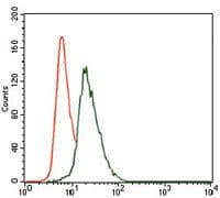 Monoclonal Mouse anti-Human VAV1 / VAV Antibody (clone 2E+11, Amino Acid: 121-324, WB)
