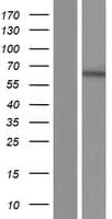 IMPDH1 Protein (Over-Expression Lysate Myc-DDK (Flag))