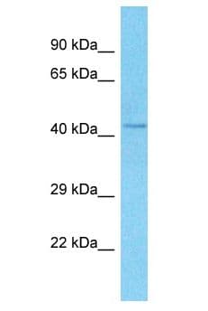 RMND5A Antibody (aa132-181)