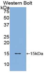 BDNF Antibody (aa128-247, Biotin)