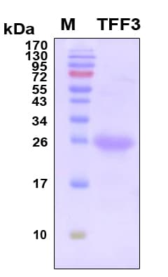 Human TFF3 / Trefoil Factor 3 Protein (Recombinant TRX-6His, N-terminus)