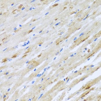 STRN / Striatin Antibody