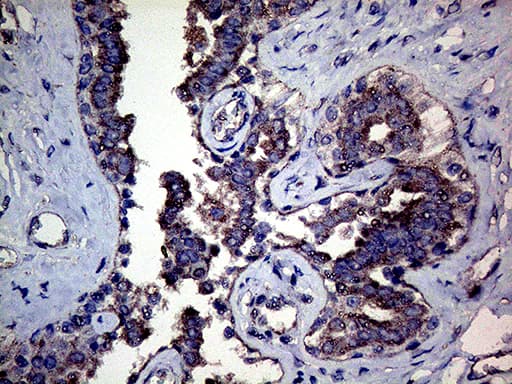 MFGE8 /Lactadherin Antibody (clone OTI7A4)