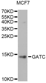 Polyclonal Rabbit anti-Human GATC Antibody (WB)