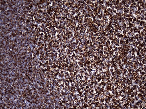 UQCRFS1 Antibody (aa79-274, clone OTI4H8)