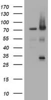RIPK1 / RIP Antibody (clone OTI2F1)