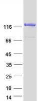 Human NCOA7 Protein (Recombinant Myc-DDK (Flag))