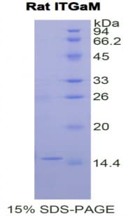Rat ITGAM / CD11b Protein (Recombinant His)