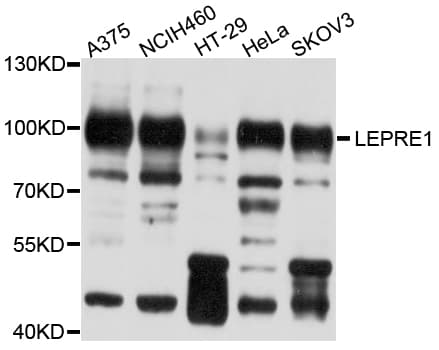 P3H1 / LEPRE1 Antibody
