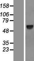 Human SPATA18 / MIEAP Protein (Over-Expression Lysate Myc-DDK (Flag))