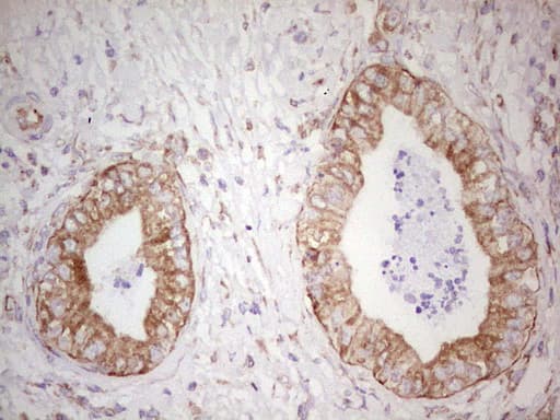 WIBG Antibody (clone OTI9C7, Carrier-free)
