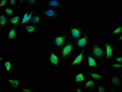 RIT2 / RIN Antibody