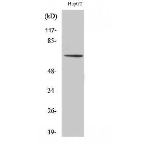 Polyclonal Rabbit anti-Human TAF15 Antibody (320-400 aa, Internal, IHC, WB)