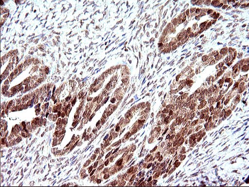 NDN / Necdin Antibody (clone OTI5D1)