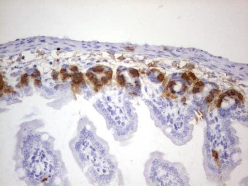 Monoclonal Rat anti-Human IdU / Iododeoxyuridine Antibody (clone 25F1, IHC)