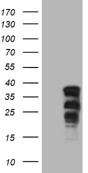 Monoclonal Mouse anti-Human SOX21 Antibody (clone OTI7D5, aa1-140, WB)