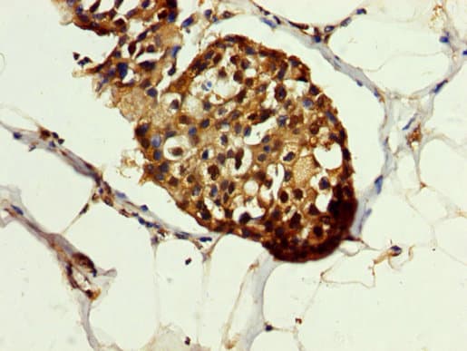 HSPA1A Antibody