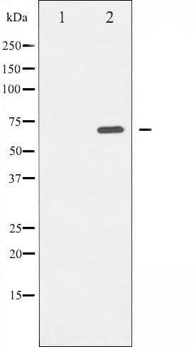 p66 / SHC Antibody (phospho-Tyr349)