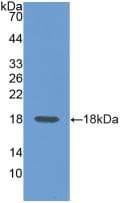 CD99 Antibody (aa26-160)