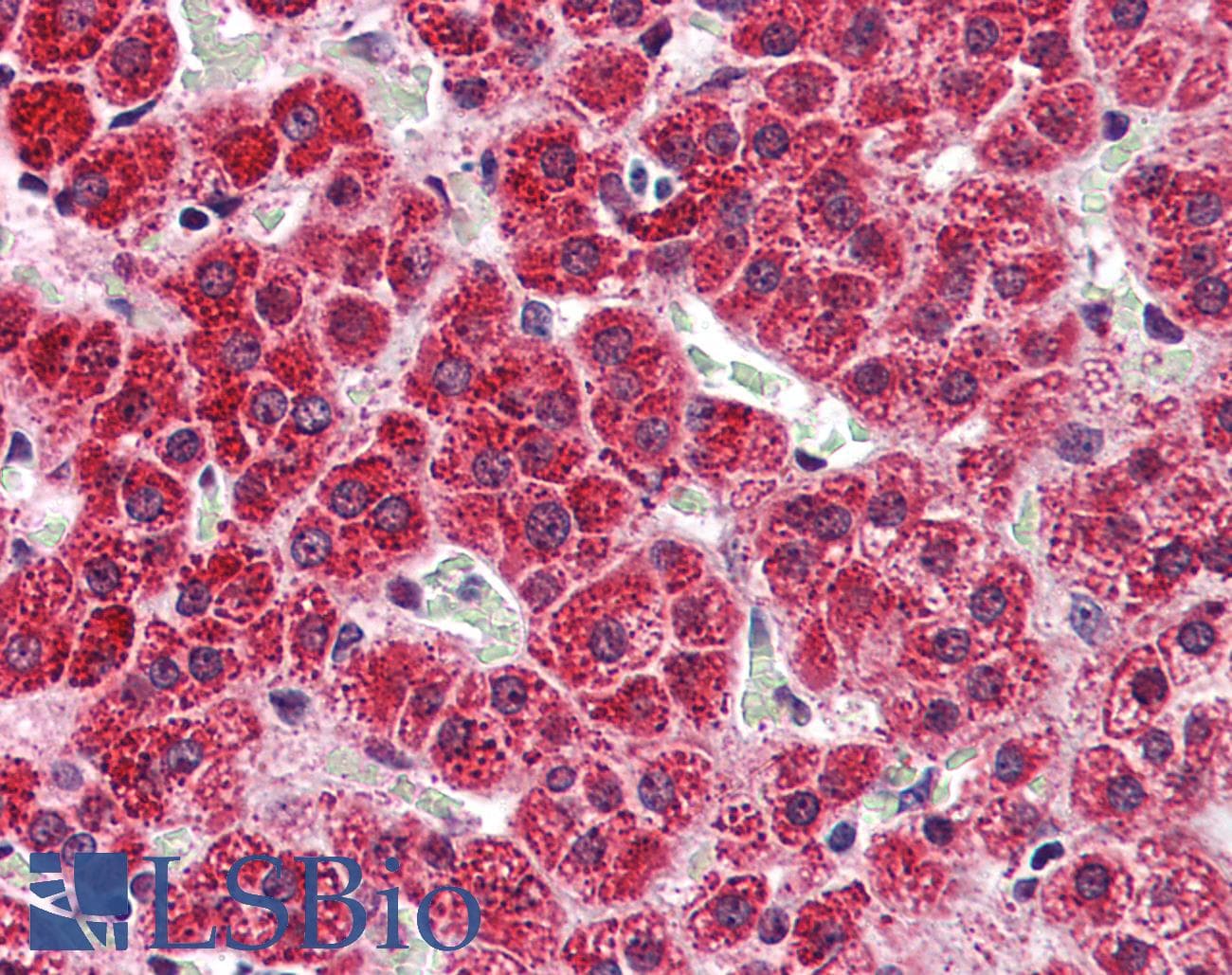 IHC-plus™ HTR2A / 5-HT2A Receptor Antibody (C-Terminus)