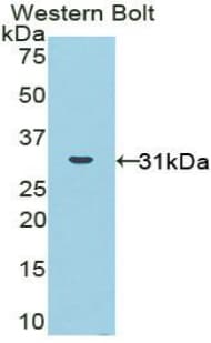 NOX1 Antibody (aa235-488)