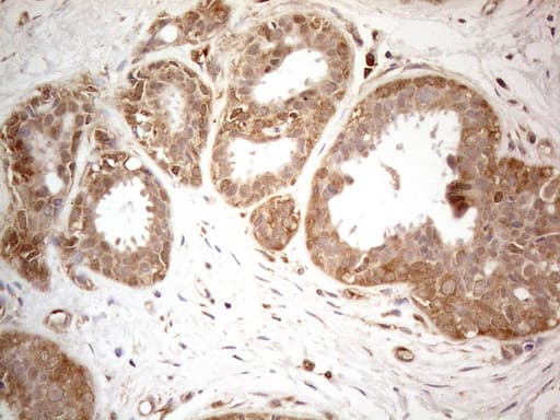 CD40 Antibody (aa21-166, clone OTI5C9)