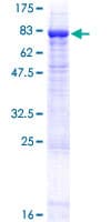 Human EDEM2 Protein (Recombinant GST)