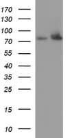 HSD17B4 Antibody (clone OTI4F9, Carrier-free)