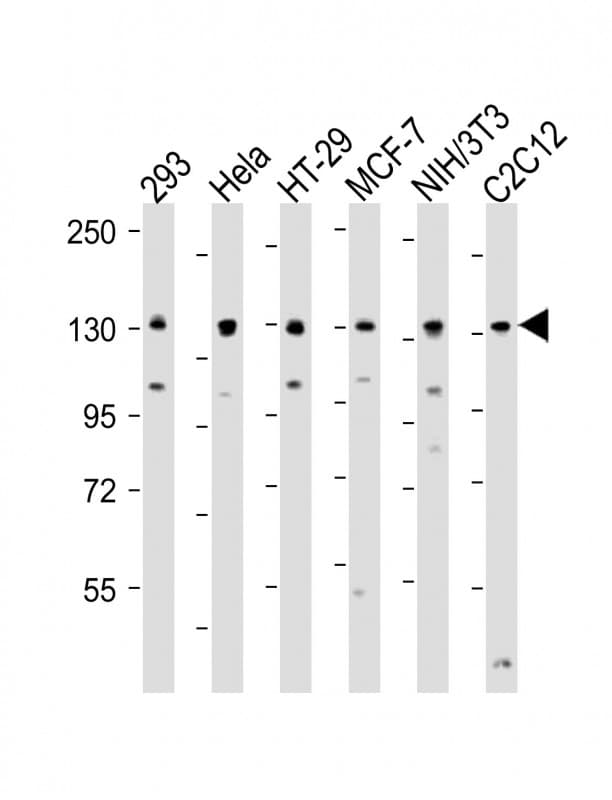 PPP1R12A / MYPT1 Antibody (Ser507)