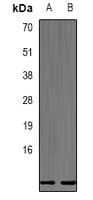 DEFB132 Antibody