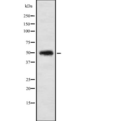 IP6K1 Antibody