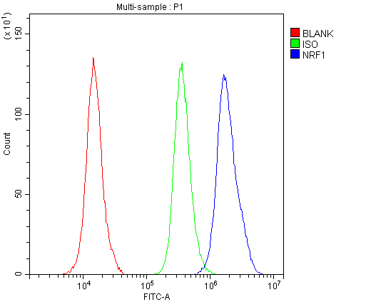 NRF1 / NRF-1 Antibody