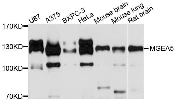 MGEA5 Antibody